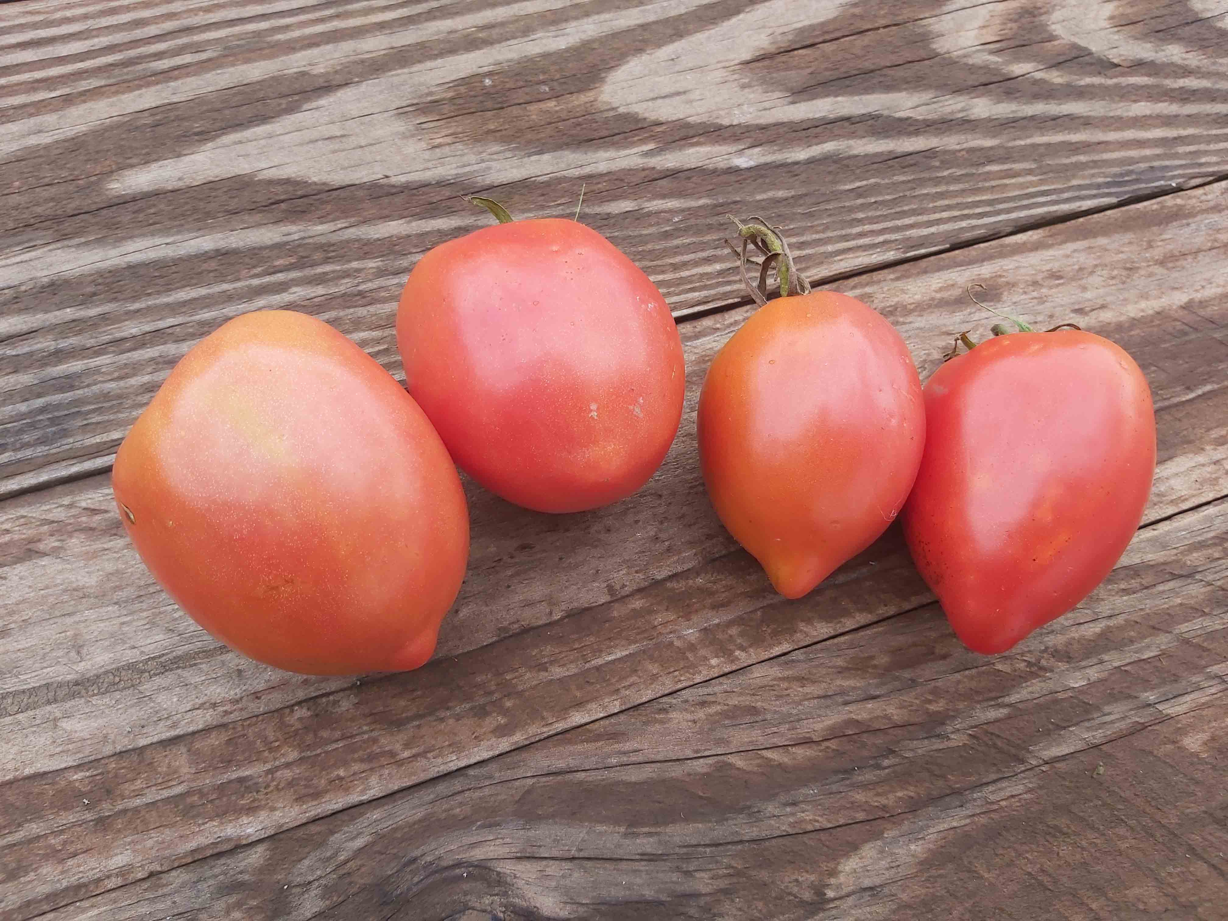 Venus's Nipple Tomato – vegetomix