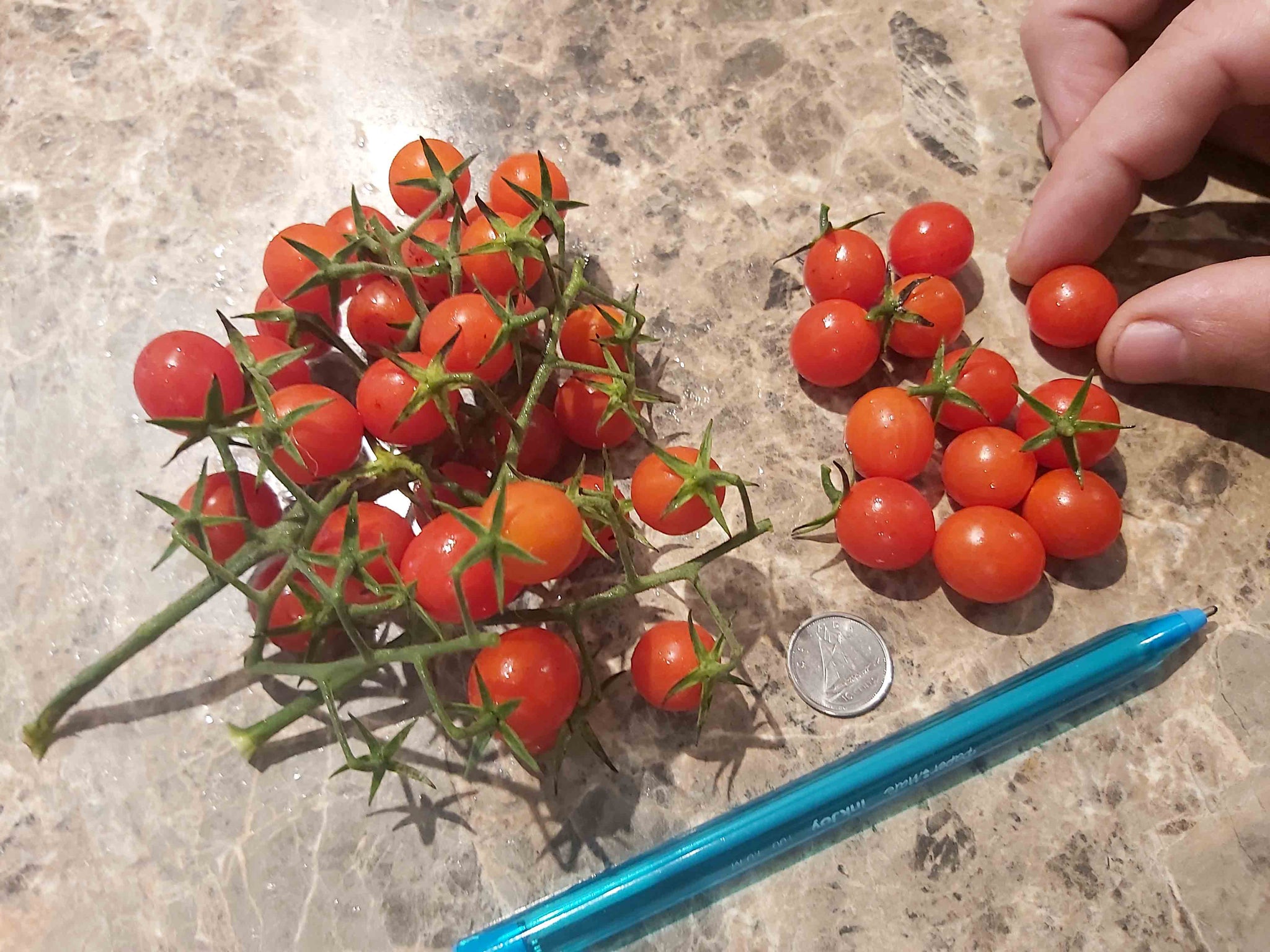 little bird tomato – vegetomix
