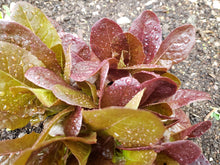 Load image into Gallery viewer, Red Romaine Lettuce
