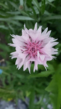 Load image into Gallery viewer, Mixed Centaurea
