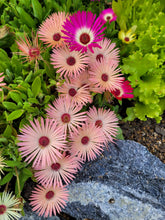 Load image into Gallery viewer, Ice Plant Mix

