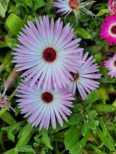 Load image into Gallery viewer, Ice Plant Mix
