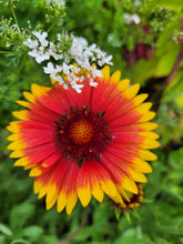 Load image into Gallery viewer, Blanket flower
