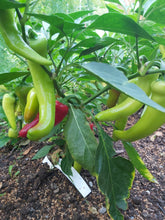 Load image into Gallery viewer, Hungarian Hot Pepper
