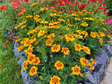 Load image into Gallery viewer, French Marigold
