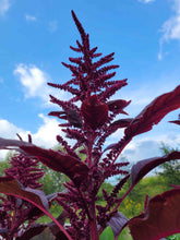 Load image into Gallery viewer, Red Amaranth
