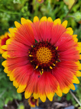 Load image into Gallery viewer, Blanket flower
