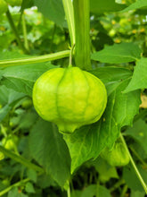 Load image into Gallery viewer, Green Tomatillo

