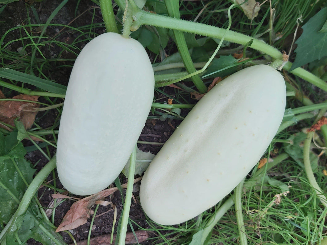 Concombre blanc White Wonder