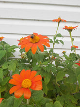 Load image into Gallery viewer, Mexican Sunflower

