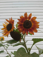 Load image into Gallery viewer, Velvet Queen Sunflower

