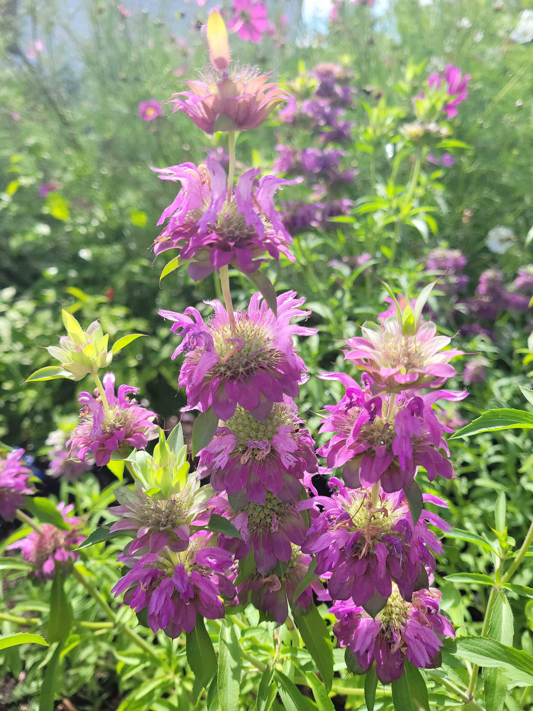 Monarde ponctuée  - Spotted Bee Balm  *