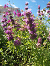 Load image into Gallery viewer, Spotted Bee Balm
