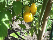 Load image into Gallery viewer, Tomate poire jaune PearShaped
