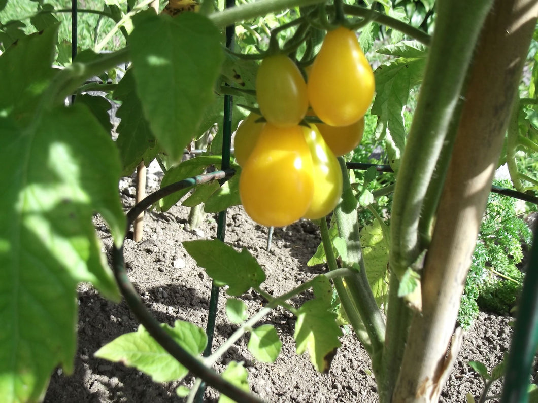 Tomate poire jaune PearShaped
