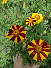 Load image into Gallery viewer, Marigold Grand Harlequin
