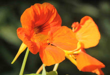 Load image into Gallery viewer, Nasturtium Mixed Colors
