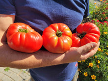 Load image into Gallery viewer, Grandma&#39;s Beauce Tomato
