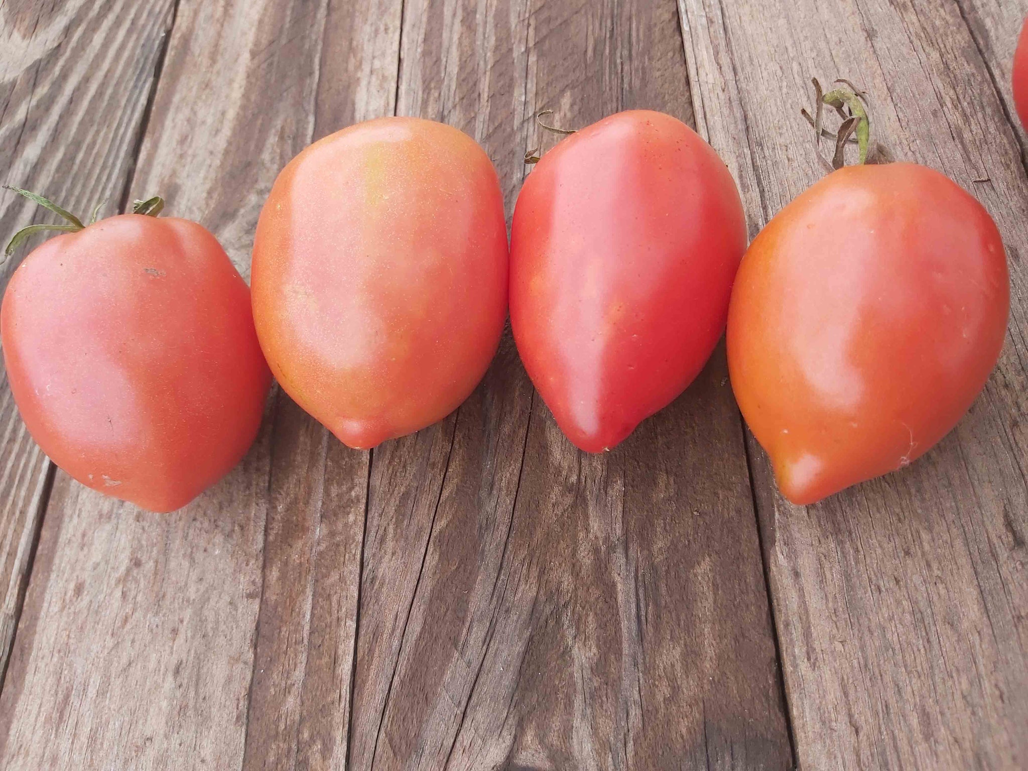 tomato._530さん6-5-6 SHOP WHOLESALE TOMATO 5X6 | Purvey'd