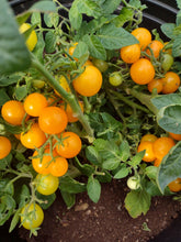 Load image into Gallery viewer, Orange Hat Micro-Dwarf Tomato
