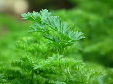 Load image into Gallery viewer, Flat-leaf Parsley
