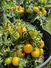 Load image into Gallery viewer, Yellow Canary Micro-Dwarf Tomato
