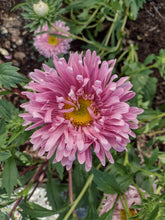 Load image into Gallery viewer, China Aster Pompon
