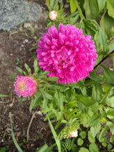 Load image into Gallery viewer, Dwarf Aster Pink Milady
