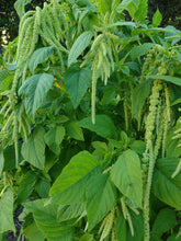 Load image into Gallery viewer, Green Cascade Amaranth
