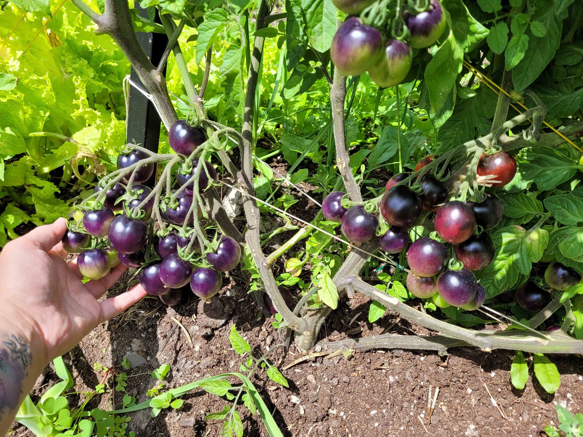 Tomate Indigo Rose (Cerise bleue) – vegetomix