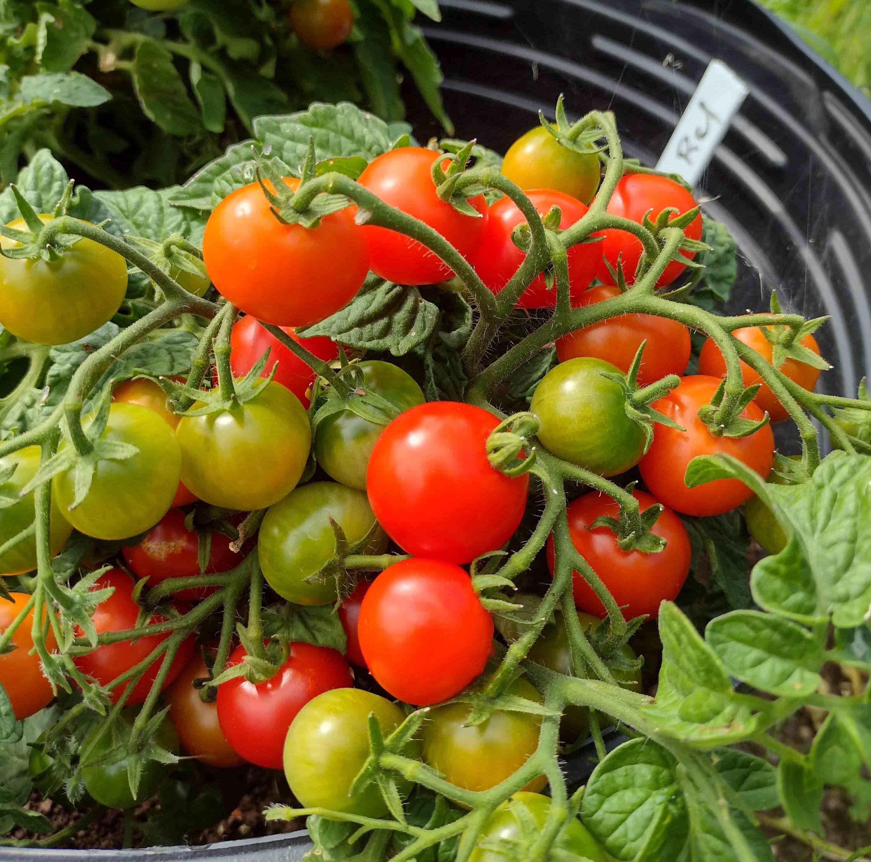 Plant NAIN Semences Tomates Red Robin, Tomates Cerises, Semences