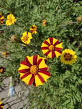 Load image into Gallery viewer, Marigold Grand Harlequin
