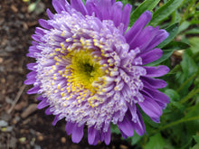 Load image into Gallery viewer, China Aster Pompon
