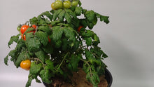 Load and play video in Gallery viewer, Pinocchio Red Micro-Dwarf Tomato

