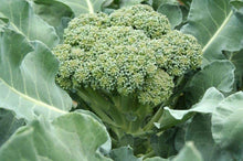 Load image into Gallery viewer, DeCicco Broccoli
