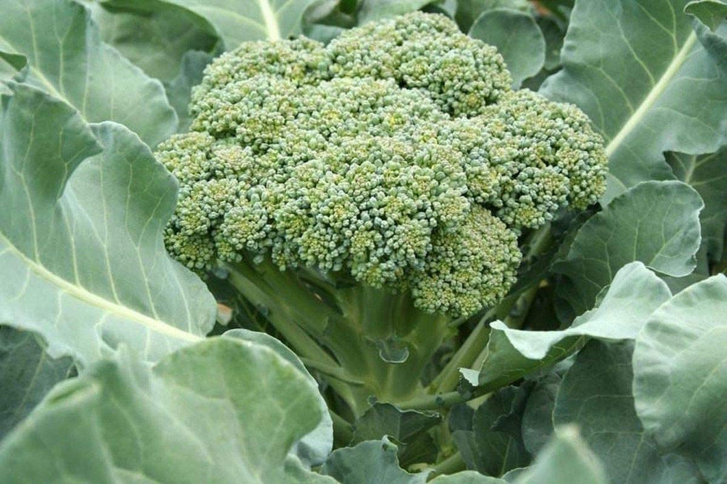 DeCicco Broccoli