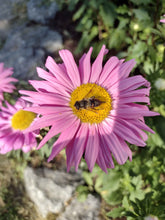 Load image into Gallery viewer, Single China Aster
