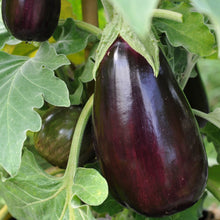 Load image into Gallery viewer, Florida Market Eggplant
