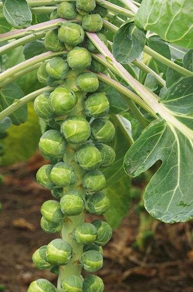 Chou de Bruxelles Long Island – vegetomix