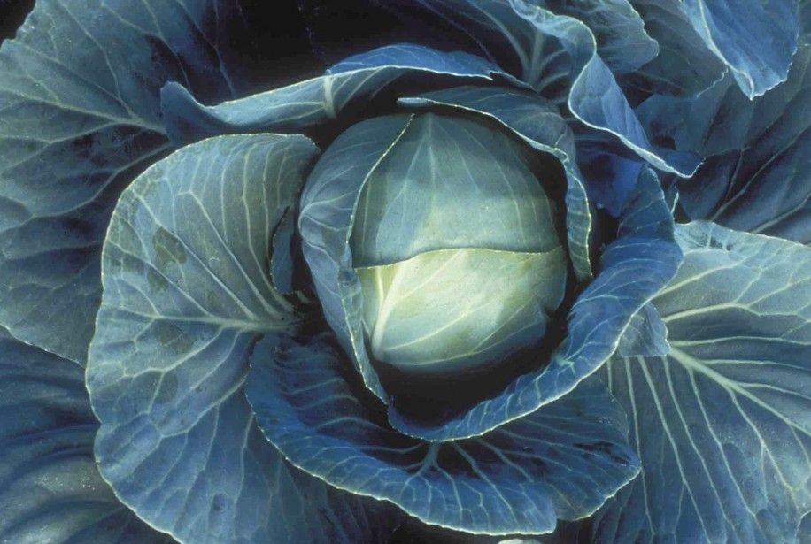 Danish Cabbage