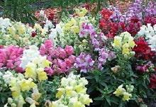 Charger l&#39;image dans la galerie, Muflier Tetra Snapdragon - Antirrhinum Majus
