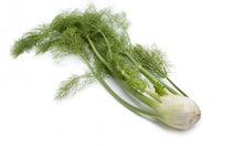 Load image into Gallery viewer, Florence Fennel
