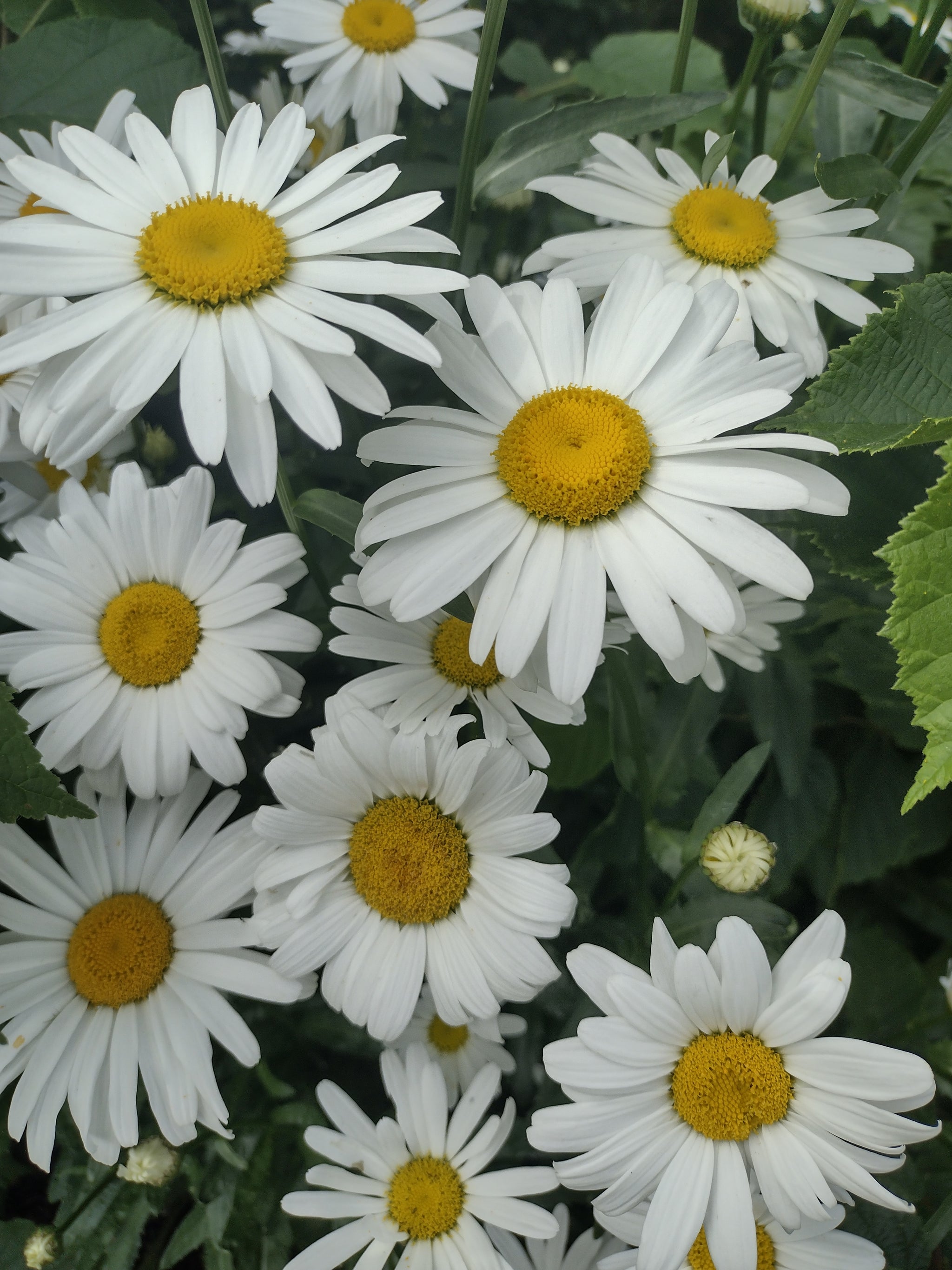 Silver Princess Daisy – vegetomix