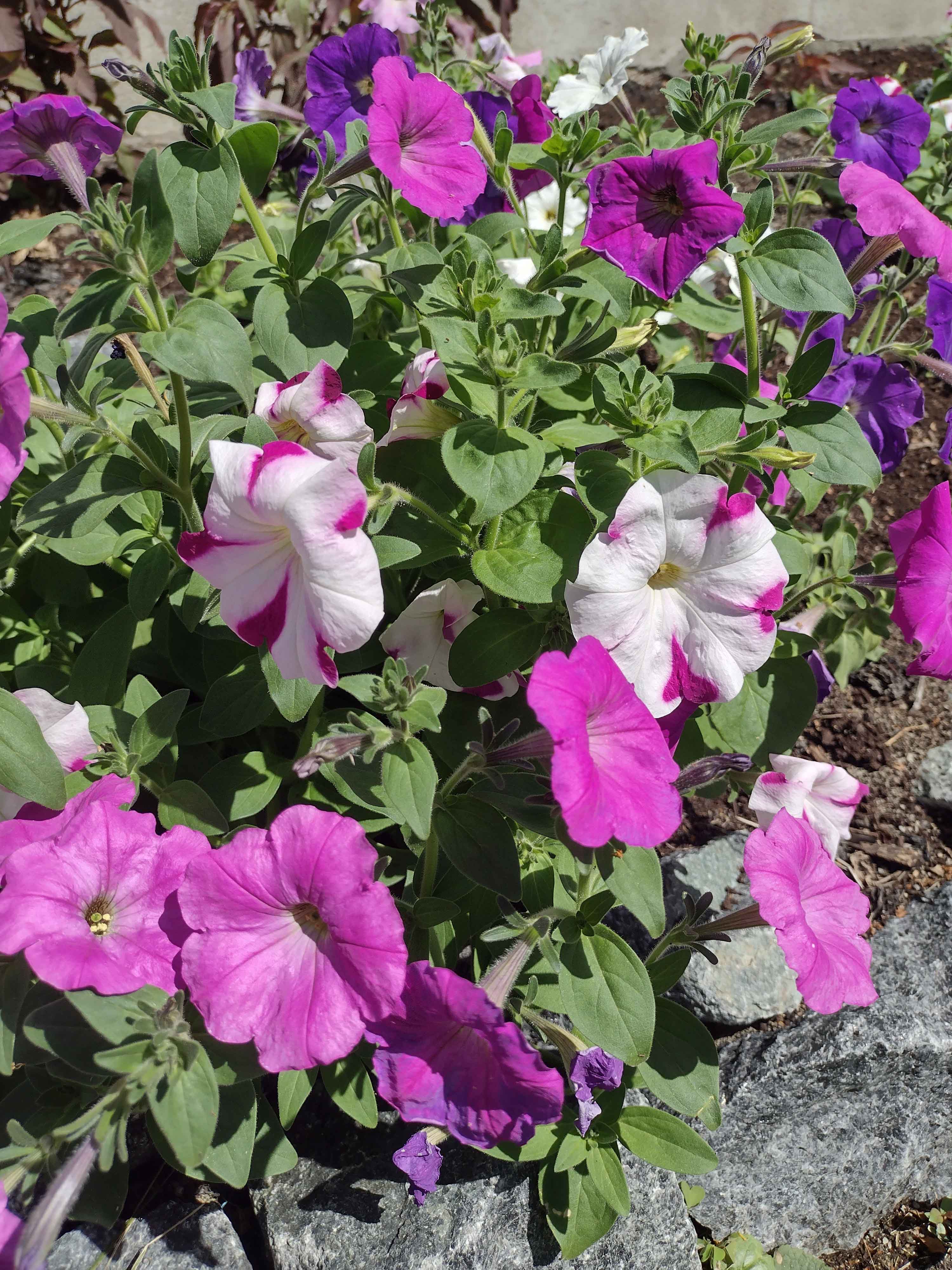 Mixed Color Petunia – vegetomix