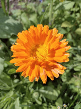Load image into Gallery viewer, Oeillet d’Inde anglais - English Marigold
