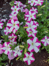 Load image into Gallery viewer, Mixed Color Petunia
