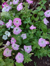 Load image into Gallery viewer, Mixed Color Petunia

