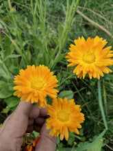 Load image into Gallery viewer, Oeillet d’Inde anglais - English Marigold
