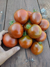 Load image into Gallery viewer, black prince tomato
