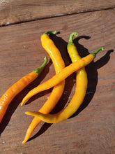 Load image into Gallery viewer, Orange Cayenne
